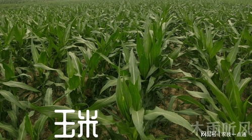 夏玉米二代鉆心蟲防治關(guān)鍵期 精準(zhǔn)時(shí)間與科學(xué)方法助你增產(chǎn)