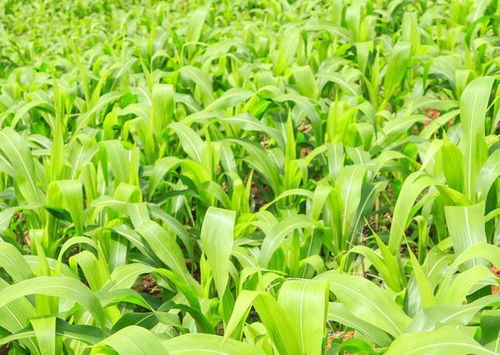 掌握機(jī)械粒收玉米夏播簡(jiǎn)化種植技術(shù)，助推增收新高度