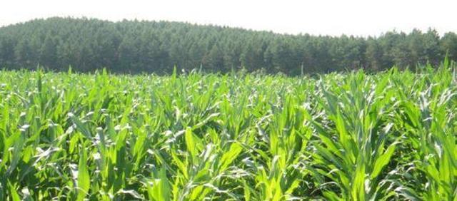 種植玉米如何高產(chǎn)？全套種植技術(shù)在這里，趕緊學(xué)起來！