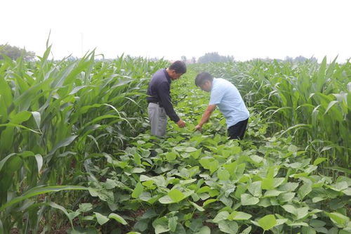 商店鎮(zhèn)大豆玉米帶狀復(fù)合種植基地作物長(zhǎng)勢(shì)喜人，玉米種植迎來豐收希望